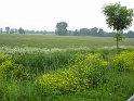 Bluehende Landschaft